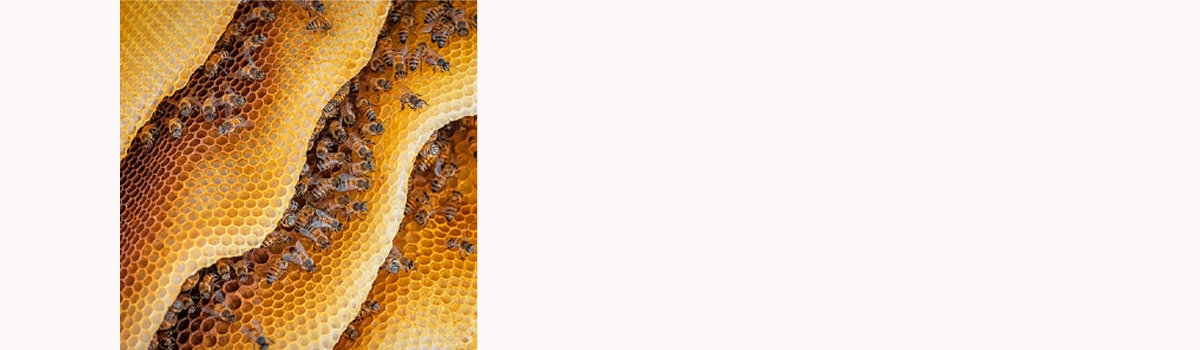 Veganuary imagery of bees and beeswax.